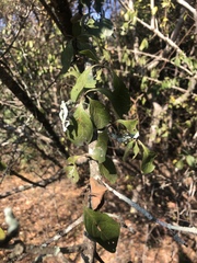 Catunaregam taylorii