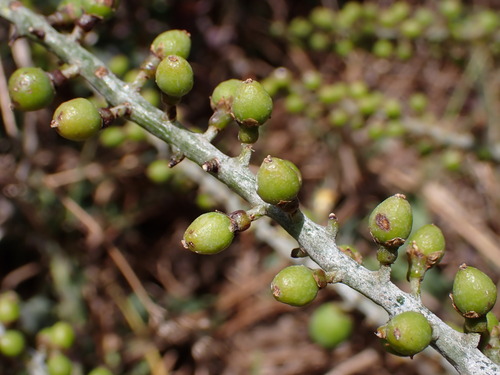 Ravenea madagascariensis