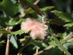 Heteroecus dasydactyli