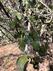 Catunaregam taylorii