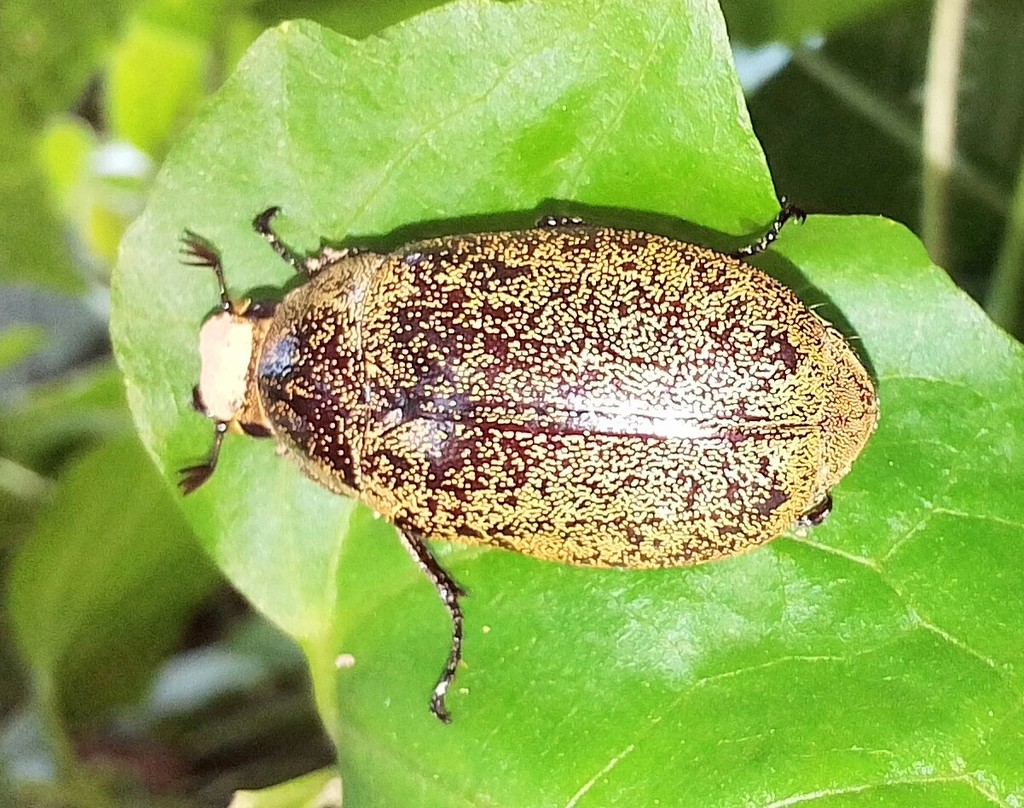 Leucopholis lepidophora