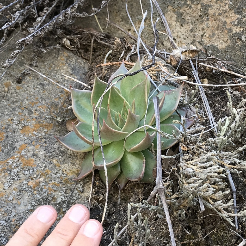 Graptopetalum bartramii, Arizona, US