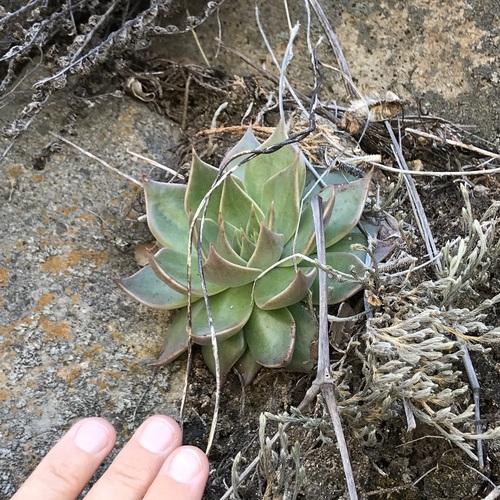 Graptopetalum bartramii