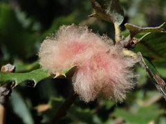 Heteroecus dasydactyli