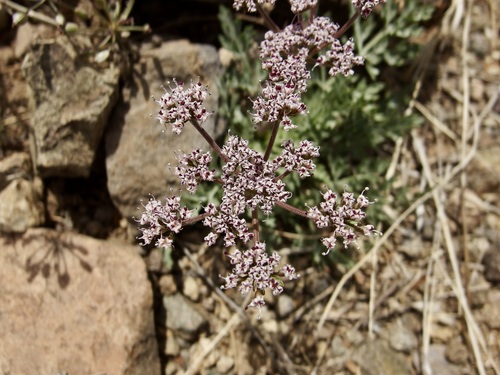 Image of Lomatium nevadense by (c) Sue Carnahan, some rights reserved (CC BY)