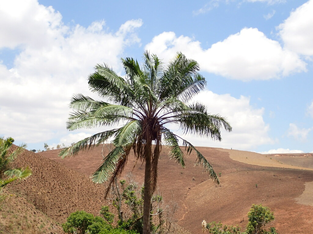 Ravenea madagascariensis; photograph (c) Louis Aureglia, some rights reserved (CC BY)