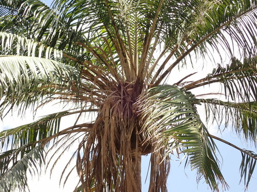 Ravenea madagascariensis, photograph 4
