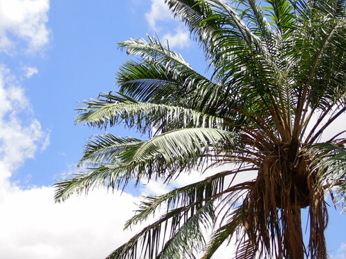Ravenea madagascariensis, photograph 5