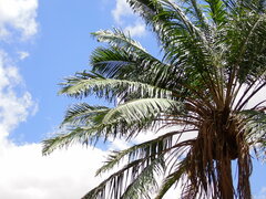 (c) Louis Aureglia, some rights reserved (CC BY) Ravenea madagascariensis, photograph (c) Louis Aureglia, some rights reserved (CC BY)