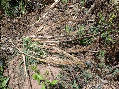 Ravenea madagascariensis, photograph 3