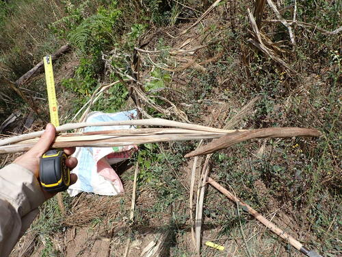 Ravenea madagascariensis, photograph 6