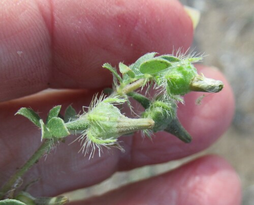 Image of Kallstroemia parviflora by (c) Linda Jo Conn, some rights reserved (CC BY)
