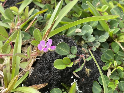 Grona heterophylla observed 2024-11-23