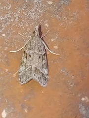 Eudonia rectilinea