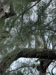 Casuarina equisetifolia, recorded fruiting