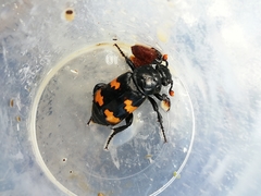 Nicrophorus interruptus