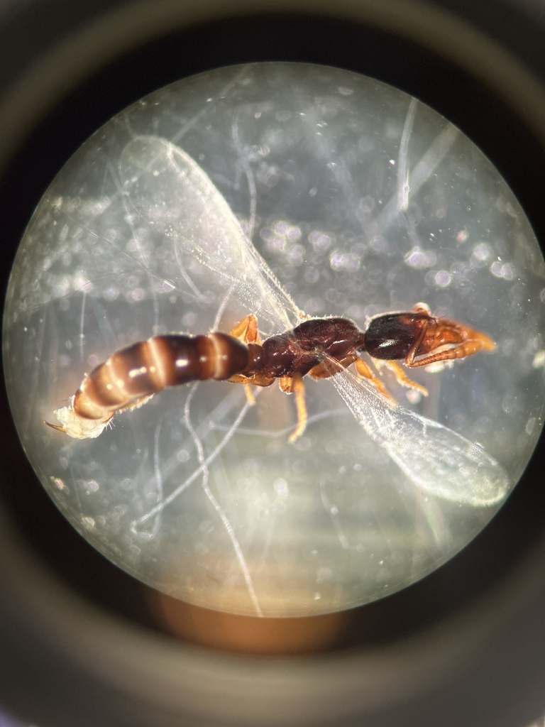 Roger's Crypt Ant from Vero Beach, FL, US on June 11, 2024 at 04:41 PM ...