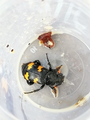 Nicrophorus interruptus