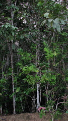 Schoepfia brasiliensis