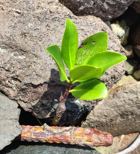 Rhizophora samoensis observed 2024-12-01