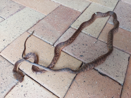 Brown Tree Snake sighting