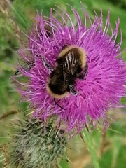 Bombus pratorum