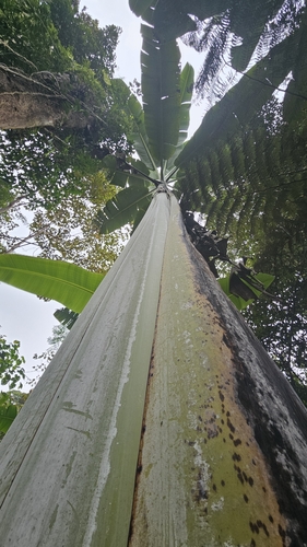 Musa ingens, photograph 6