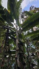 Musa ingens, photograph (c) Cheongweei Gan, some rights reserved (CC BY)