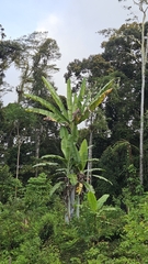 Musa ingens, photograph (c) Cheongweei Gan, some rights reserved (CC BY)