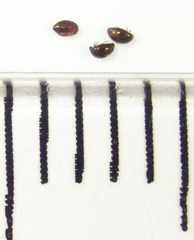 Orthoperus atomarius