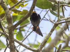 Turdus flavipes