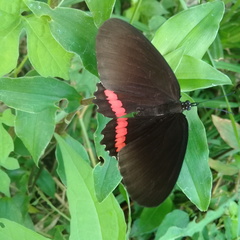 Biblis