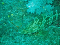 Epinephelus coioides