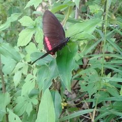 Biblis
