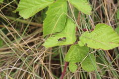 Choerades fuliginosa