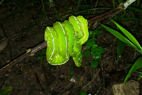 Southern Green Python sighting