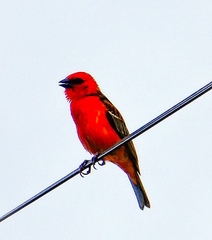 Foudia madagascariensis
