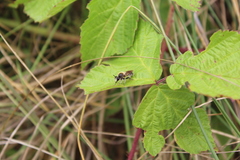 Choerades fuliginosa