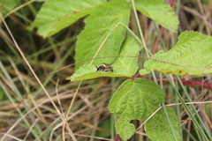 Choerades fuliginosa