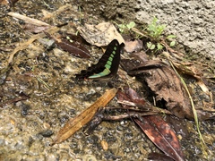 Graphium sarpedon nipponum