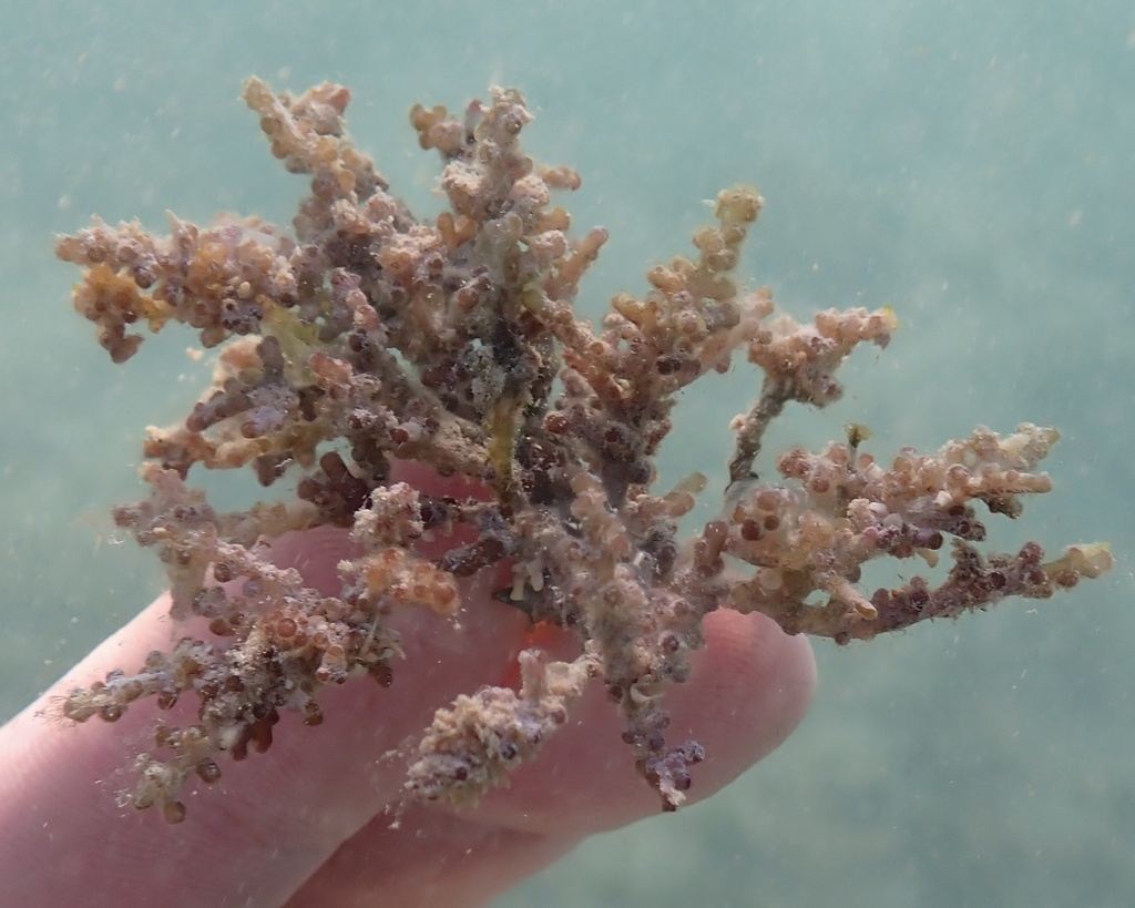 Chondrophycus cartilagineus