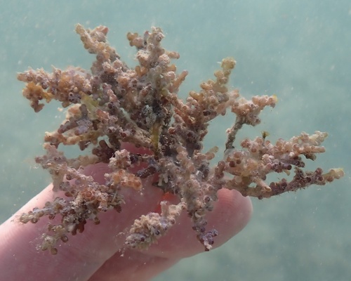 Chondrophycus cartilagineus