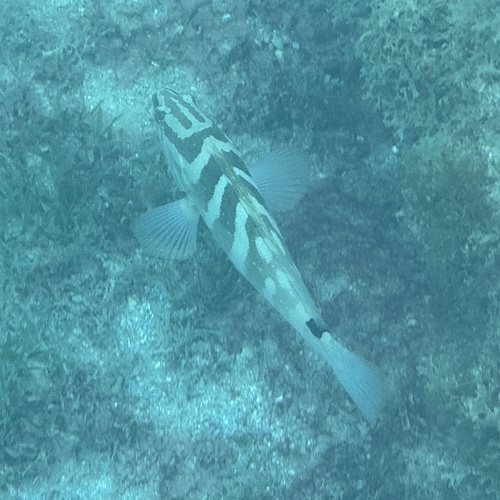 Day grouper (Epinephelus striatus) — Serranidae — 5