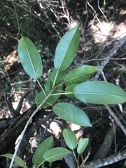 Ficus tremula tremula