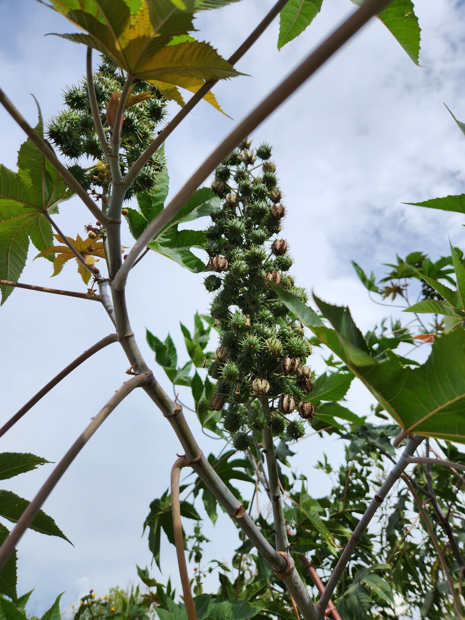 Ricinus communis