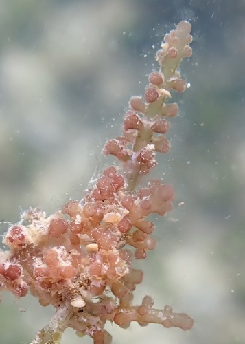 Chondrophycus cartilagineus