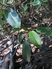 Ficus tremula tremula