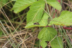 Choerades fuliginosa