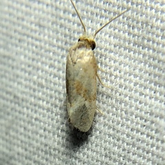 Cochylis