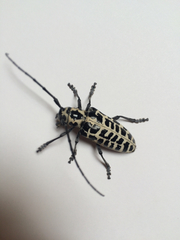 Plectrodera scalator